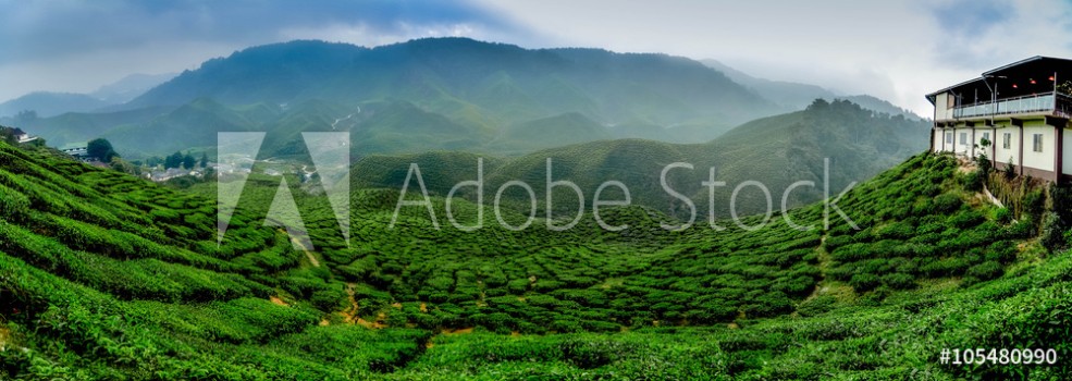 Bild på wide view the beautiful tea plantation at Cameron Highland Malaysia Hill curve and slope with fog cloudy sky with cropped image restaurant